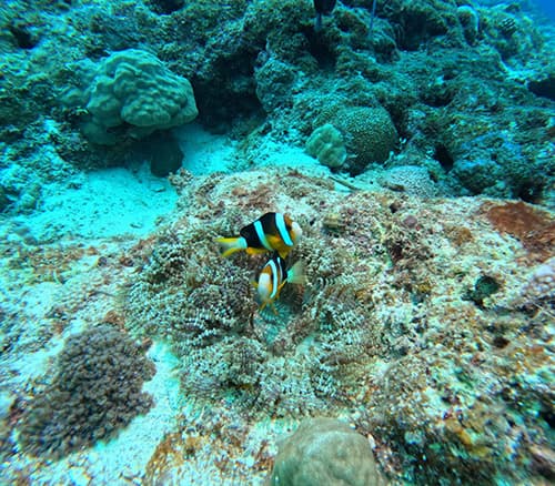 クマノミの写真