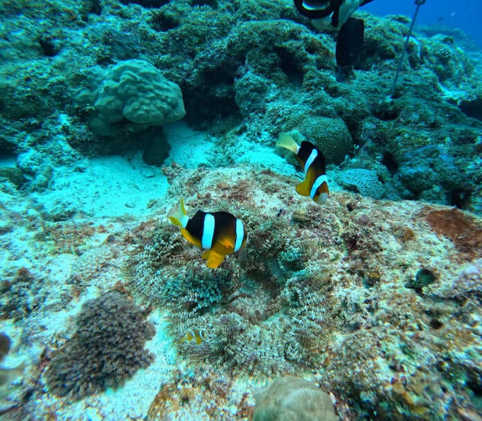 クマノミの写真