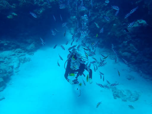 ダイビング中の写真