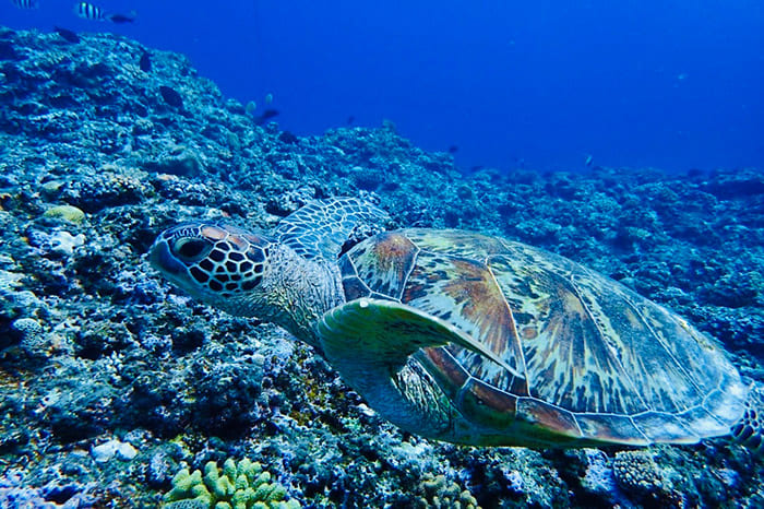 ウミガメの写真